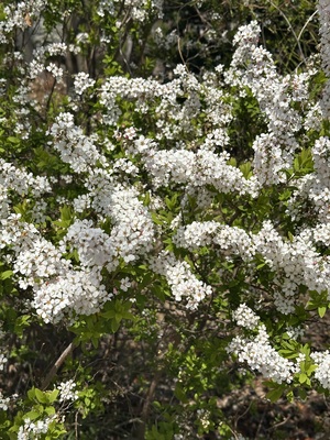 白瀬奈美の写メ日記｜ローテンブルク 吉原高級店ソープ