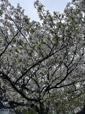 白瀬奈美の写メ日記｜ローテンブルク 吉原高級店ソープ