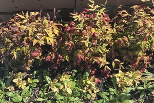 白瀬奈美の写メ日記｜ローテンブルク 吉原高級店ソープ