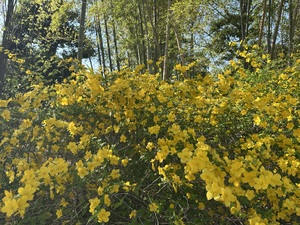 白瀬奈美の写メ日記｜ローテンブルク 吉原高級店ソープ