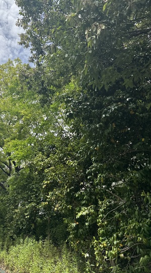 白瀬奈美の写メ日記｜ローテンブルク 吉原高級店ソープ