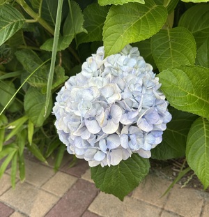 白瀬奈美の写メ日記｜ローテンブルク 吉原高級店ソープ