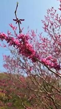 志摩かおるの写メ日記｜ローテンブルク 吉原高級店ソープ