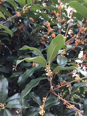 土屋まなみの写メ日記｜ローテンブルク 吉原高級店ソープ