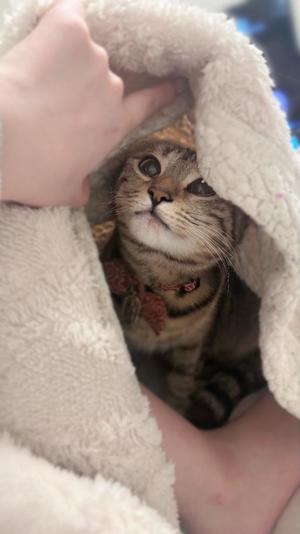 こはくの写メ日記｜セグレターリオ 吉原高級店ソープ