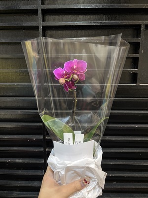 しおん☆の写メ日記｜粋美 吉原高級店ソープ