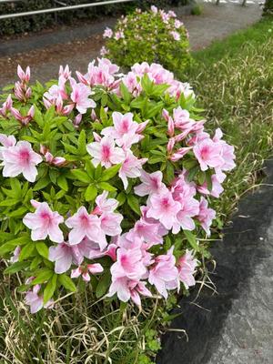 Amuの写メ日記｜リッチ～THE RICH～ 吉原高級店ソープ