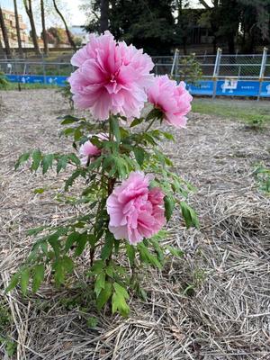 Amuの写メ日記｜リッチ～THE RICH～ 吉原高級店ソープ