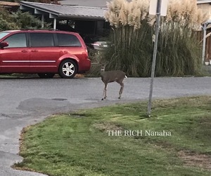 Nanahaの写メ日記｜リッチ～THE RICH～ 吉原高級店ソープ