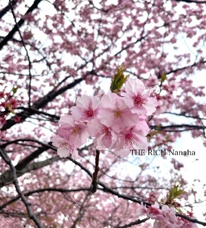 Nanahaの写メ日記｜リッチ～THE RICH～ 吉原高級店ソープ