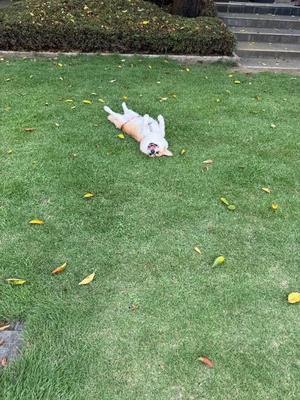 さくらの写メ日記｜ティアラ 吉原高級店ソープ