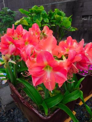 菅野の写メ日記｜ティアラ 吉原高級店ソープ