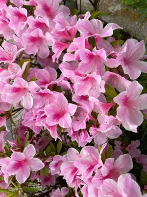 花嶋りくの写メ日記｜ヴェルサイユ 吉原高級店ソープ