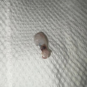 ゆんの写メ日記｜ヴェルサイユ 吉原高級店ソープ