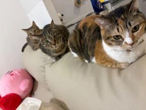 咲良の写メ日記｜ヴェルサイユ 吉原高級店ソープ