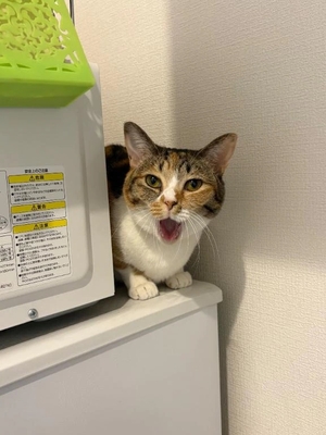 咲良の写メ日記｜ヴェルサイユ 吉原高級店ソープ