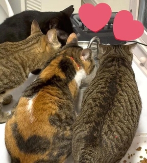咲良の写メ日記｜ヴェルサイユ 吉原高級店ソープ