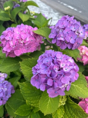 咲良の写メ日記｜ヴェルサイユ 吉原高級店ソープ
