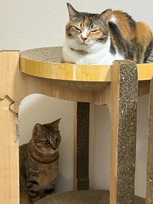 咲良の写メ日記｜ヴェルサイユ 吉原高級店ソープ
