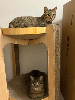 咲良の写メ日記｜ヴェルサイユ 吉原高級店ソープ