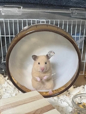 らんの写メ日記｜ヴェルサイユ 吉原高級店ソープ