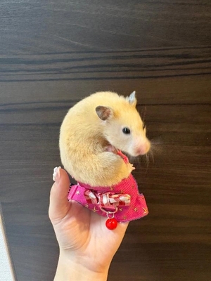 らんの写メ日記｜ヴェルサイユ 吉原高級店ソープ