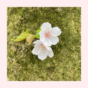 工藤なつきの写メ日記｜鹿鳴館 吉原高級店ソープ