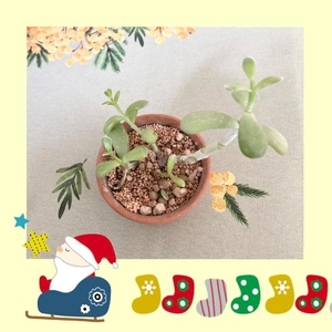 工藤なつきの写メ日記｜鹿鳴館 吉原高級店ソープ