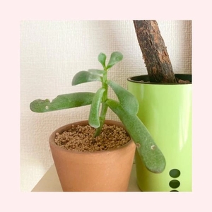 工藤なつきの写メ日記｜鹿鳴館 吉原高級店ソープ